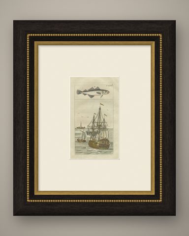 Antique Print of Cod and a Cod Fishing Ship, shown framed