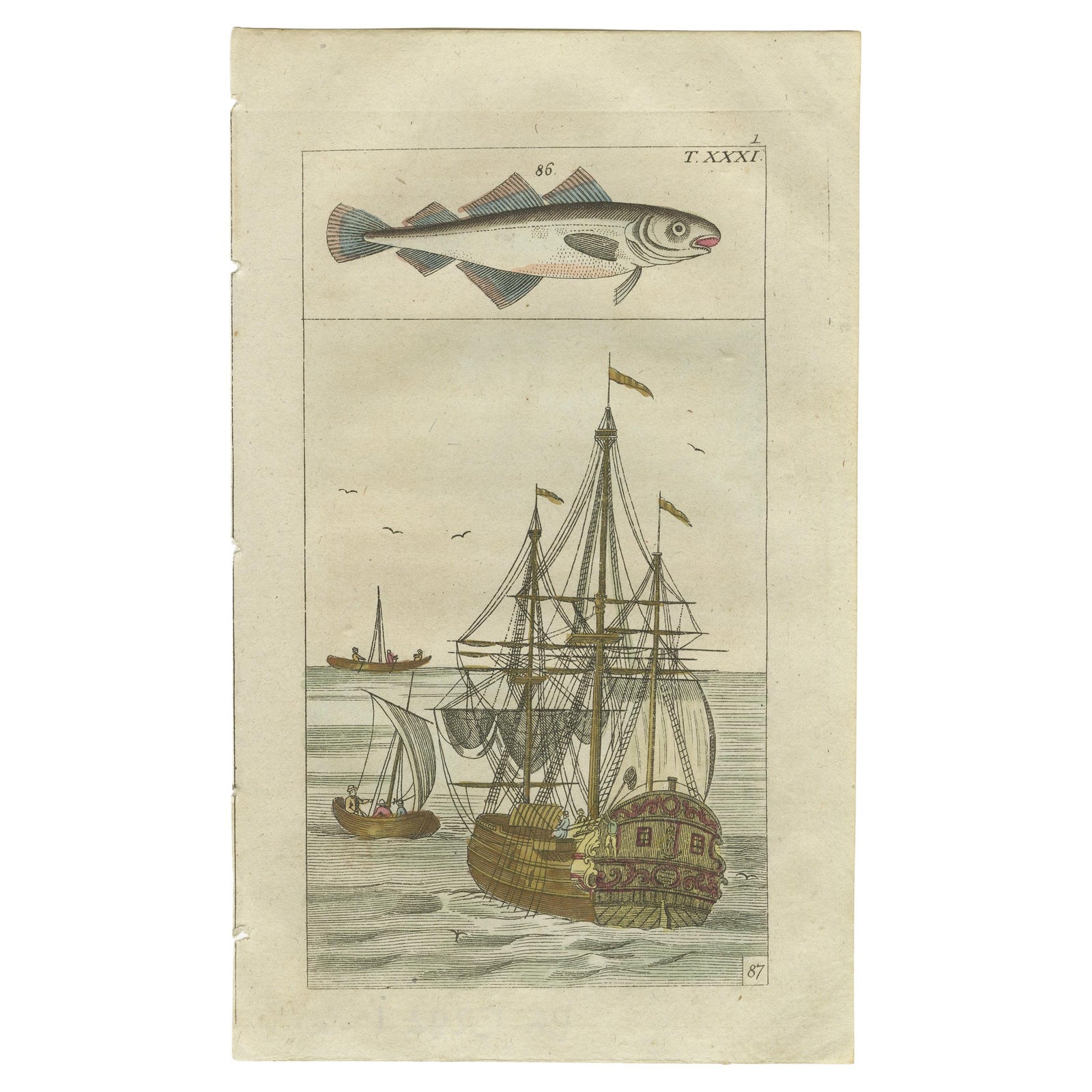 Antique Print of Cod and a Cod Fishing Ship